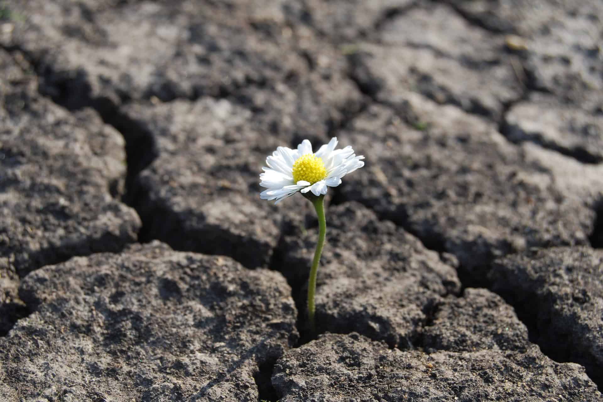 A flower growing through cracked arid ground, symbolizing resilience and mental health for first responders.